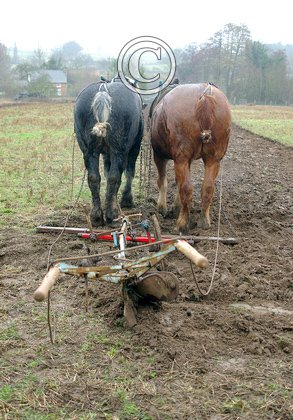 Horse Ploughing DM1204